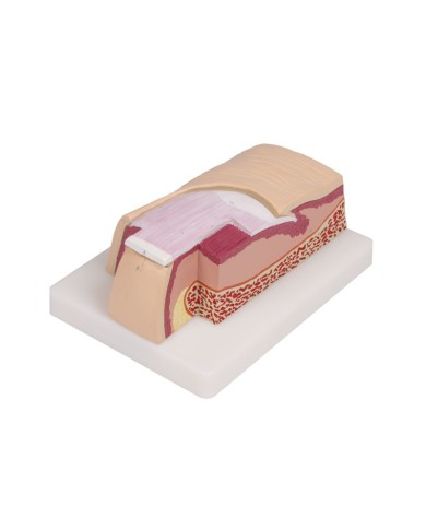 Modello anatomico di Unghia umana ingrandita 5 volte Erler Zimmer J60