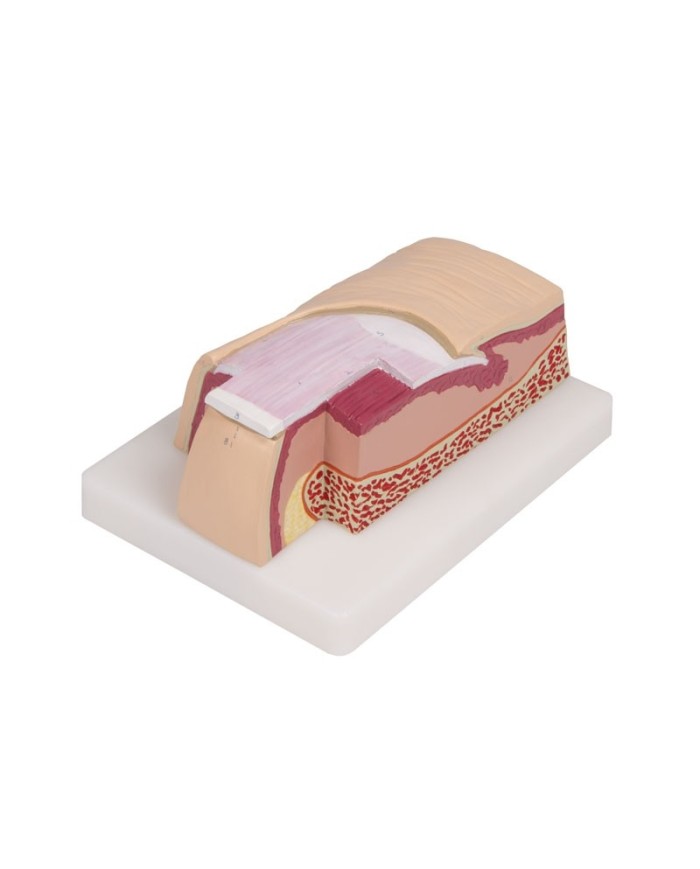 Modello anatomico di Unghia umana ingrandita 5 volte Erler Zimmer J60