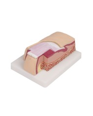 Modello anatomico di Unghia umana ingrandita 5 volte Erler Zimmer J60