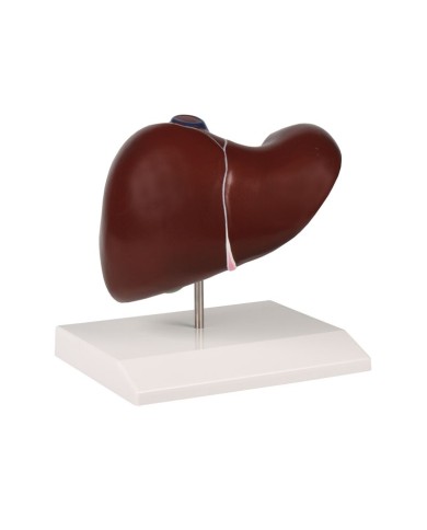 Modello anatomico di fegato con cistifellea Erler Zimmer K225
