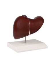 Modello anatomico di fegato con cistifellea Erler Zimmer K225
