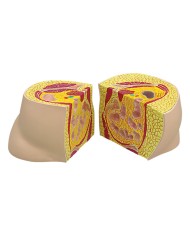 Scheletro da scrivania 3B Scientific W33000