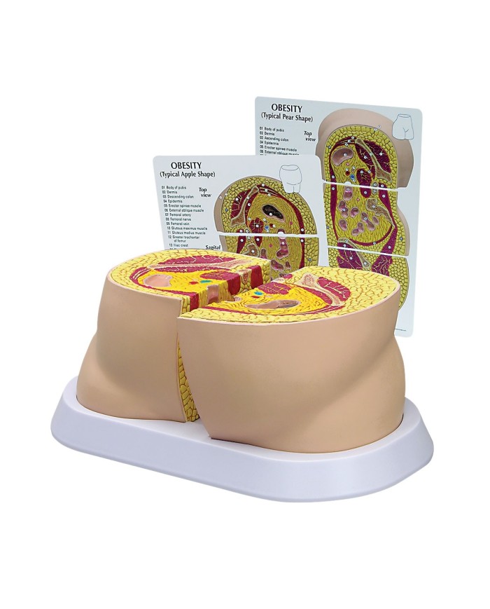 Scheletro da scrivania 3B Scientific W33000