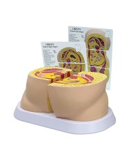 Scheletro da scrivania 3B Scientific W33000