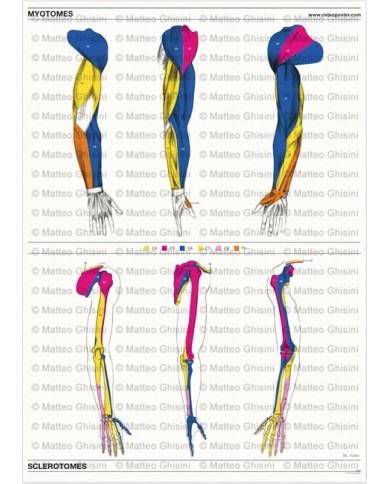 Osteoposter Miotomi e Sclerotomi Braccia Verticale