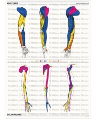 Osteoposter Miotomi e Sclerotomi Braccia Verticale Osteoposter Miotomi e Sclerotomi Braccia Verticale