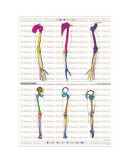 Osteoposter Sclerotomi Braccia e Gambe Verticale