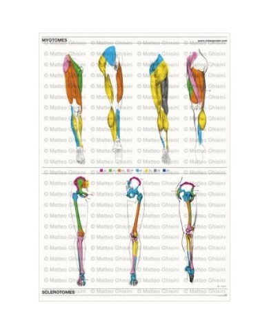 Osteoposter Miotomi e Sclerotomi Gambe Verticale