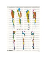 Osteoposter Miotomi e Sclerotomi Gambe Verticale