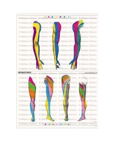 Miotomi Ruke Osteoposter, Le Tavole anatomiche per gli Osteopati più esigenti