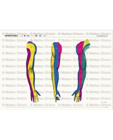 Miotomi Ruke Osteoposter, Le Tavole anatomiche per gli Osteopati più esigenti
