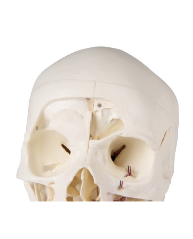 Cranio di lusso per studi avanzati in 14 parti Erler Zimmer 4800