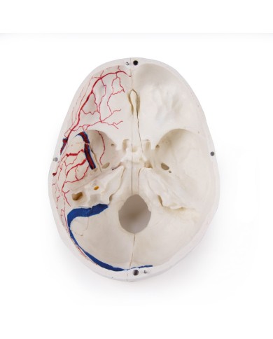 Cranio di lusso per studi avanzati in 14 parti Erler Zimmer 4800