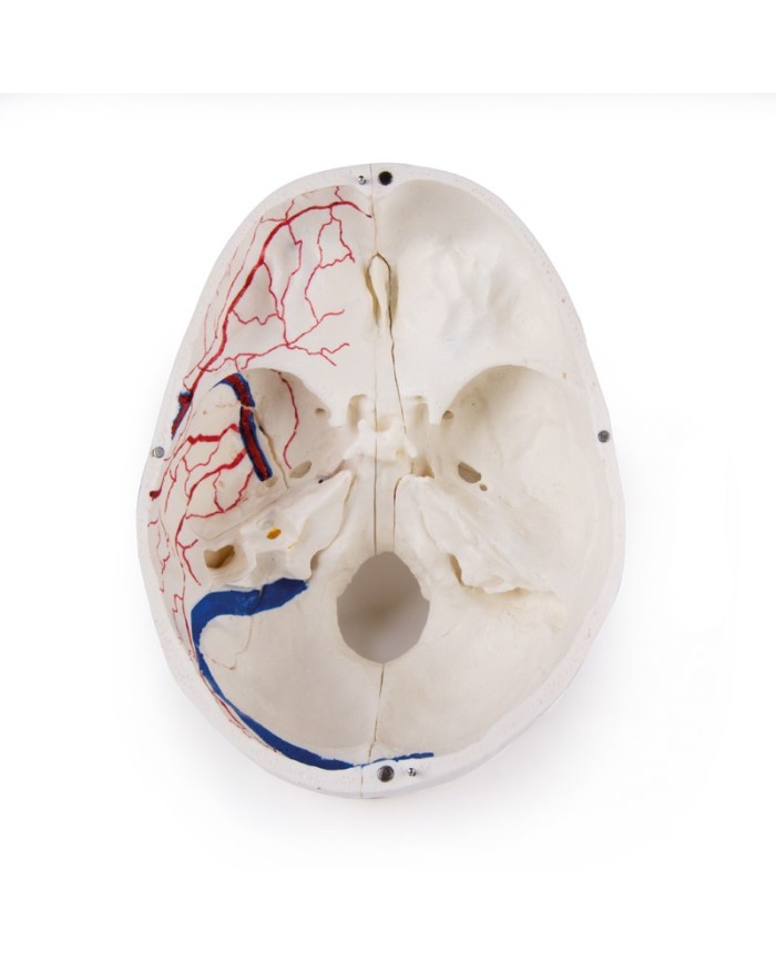 Cranio di lusso per studi avanzati in 14 parti Erler Zimmer 4800