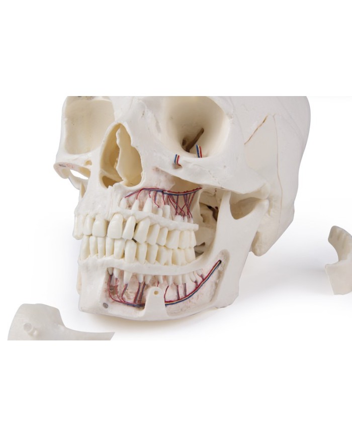 Cranio di lusso per studi avanzati in 14 parti Erler Zimmer 4800