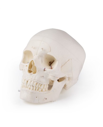 Cranio di lusso per studi avanzati in 14 parti Erler Zimmer 4800