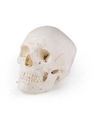 Cranio di lusso per studi avanzati in 14 parti Erler Zimmer 4800