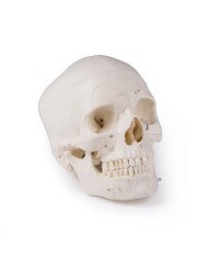 Cranio di lusso per studi avanzati in 14 parti Erler Zimmer 4800