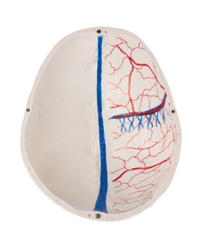 Cranio di lusso per studi avanzati in 14 parti Erler Zimmer 4800