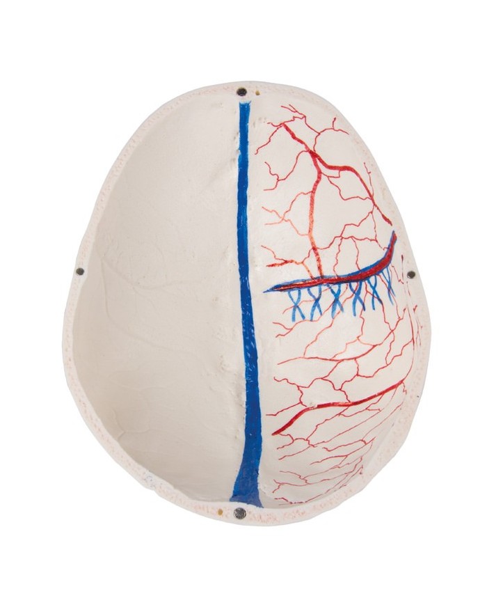 Cranio di lusso per studi avanzati in 14 parti Erler Zimmer 4800