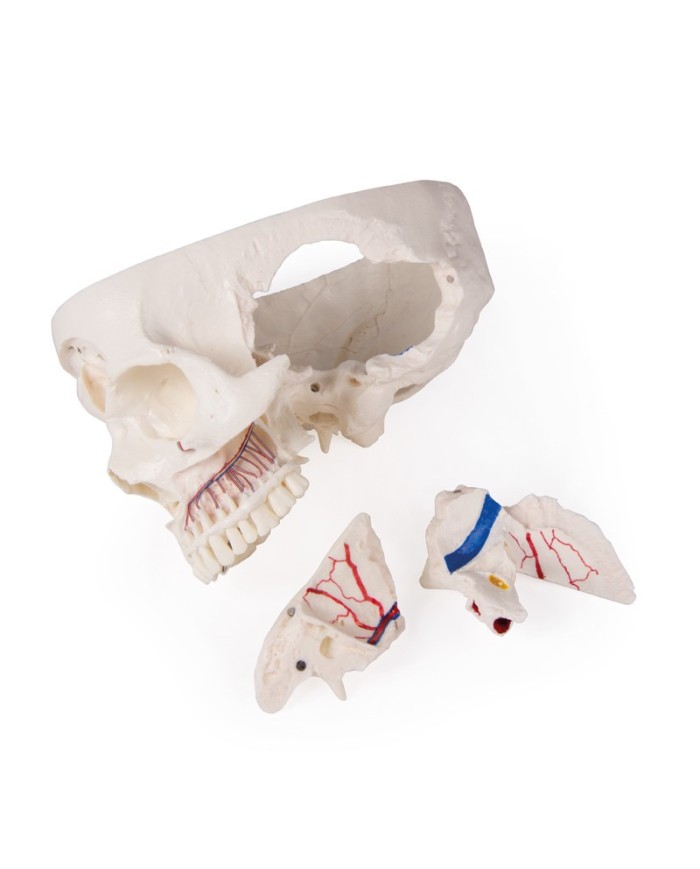 Cranio di lusso per studi avanzati in 14 parti Erler Zimmer 4800