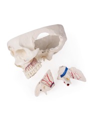 Cranio di lusso per studi avanzati in 14 parti Erler Zimmer 4800