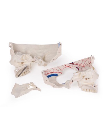 Cranio di lusso per studi avanzati in 14 parti Erler Zimmer 4800