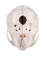 Cranio di lusso per studi avanzati in 14 parti Erler Zimmer 4800