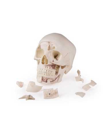 Cranio di lusso per studi avanzati in 14 parti Erler Zimmer 4800
