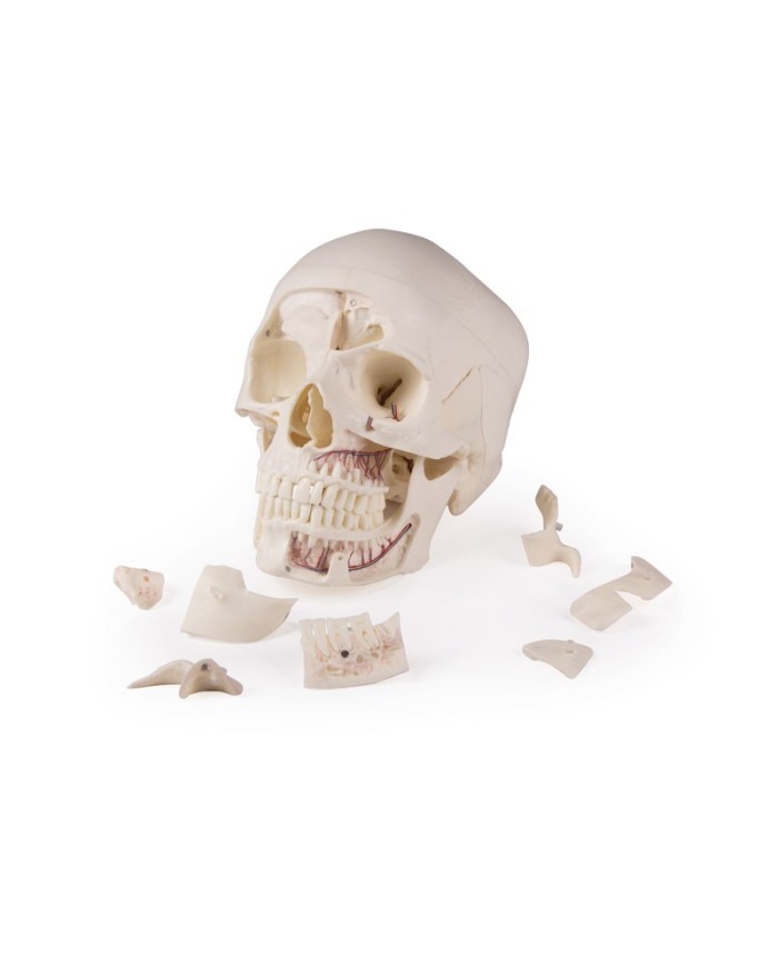 Cranio di lusso per studi avanzati in 14 parti Erler Zimmer 4800