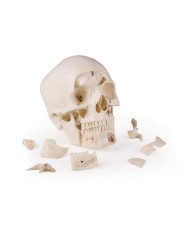 Cranio di lusso per studi avanzati in 14 parti Erler Zimmer 4800