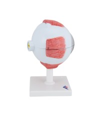 3B Scientific, modello anatomico di occhio, ingrandito di 5 volte, in 6 parti F10