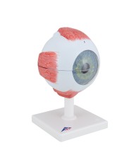 3B Scientific, modello anatomico di occhio, ingrandito di 5 volte, in 6 parti F10