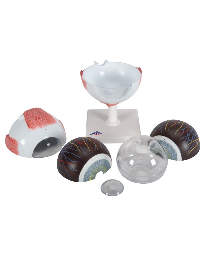 3B Scientific, modello anatomico di occhio, ingrandito di 5 volte, in 6 parti F10