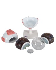 3B Scientific, modello anatomico di occhio, ingrandito di 5 volte, in 6 parti F10