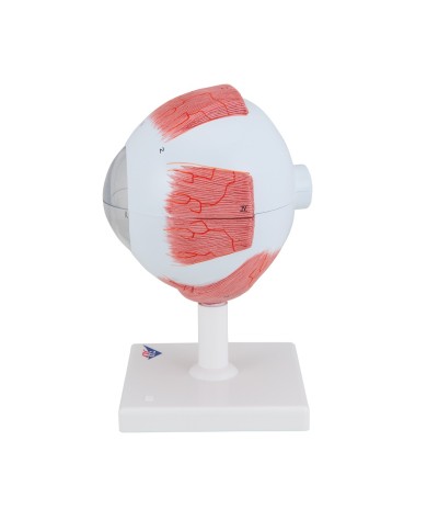 3B Scientific, modello anatomico di occhio, ingrandito di 5 volte, in 6 parti F10