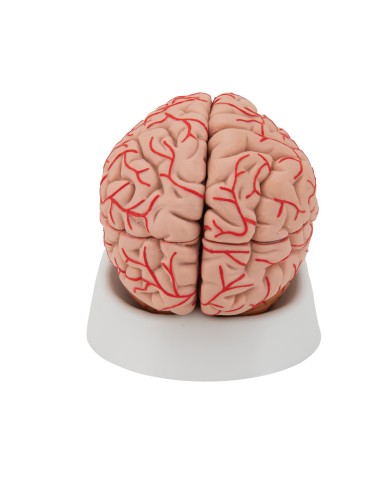 Modello anatomico di lusso di cervello, con arterie, in 9 parti C20