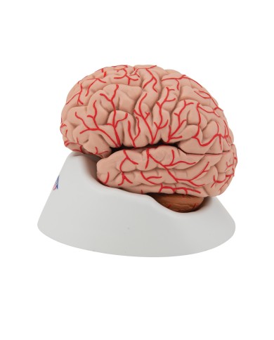 Modello anatomico di lusso di cervello, con arterie, in 9 parti C20