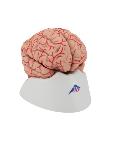 Modello anatomico di lusso di cervello, con arterie, in 9 parti C20