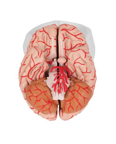 Modello anatomico di lusso di cervello, con arterie, in 9 parti C20