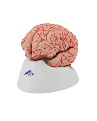 3B Scientific, modello anatomico di lusso di cervello, con arterie, scomponibile in 9 parti C20