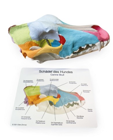 Cranio di Cane di taglia grande Colorato replica Erler Zimmer VET1708