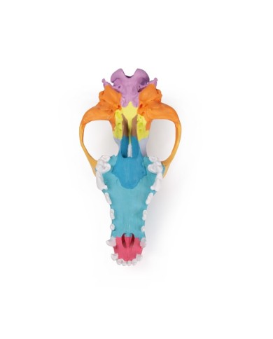 Cranio di Cane di taglia grande Colorato replica Erler Zimmer VET1708