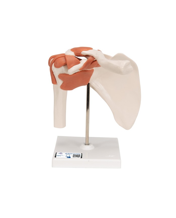 3B Scientific, Articolazione della spalla, modello funzionale A80