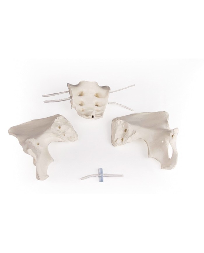 Erler Zimmer, modello anatomico di scheletro del bacino femminile a montaggio elastico 4054G