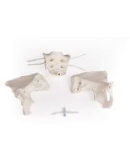 Erler Zimmer, modello anatomico di scheletro del bacino femminile a montaggio elastico 4054G