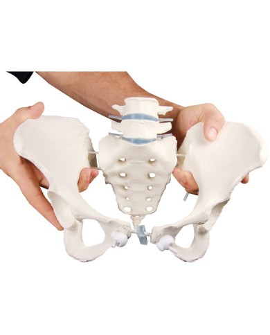 Erler Zimmer, modello anatomico di scheletro del bacino femminile a montaggio elastico 4054G