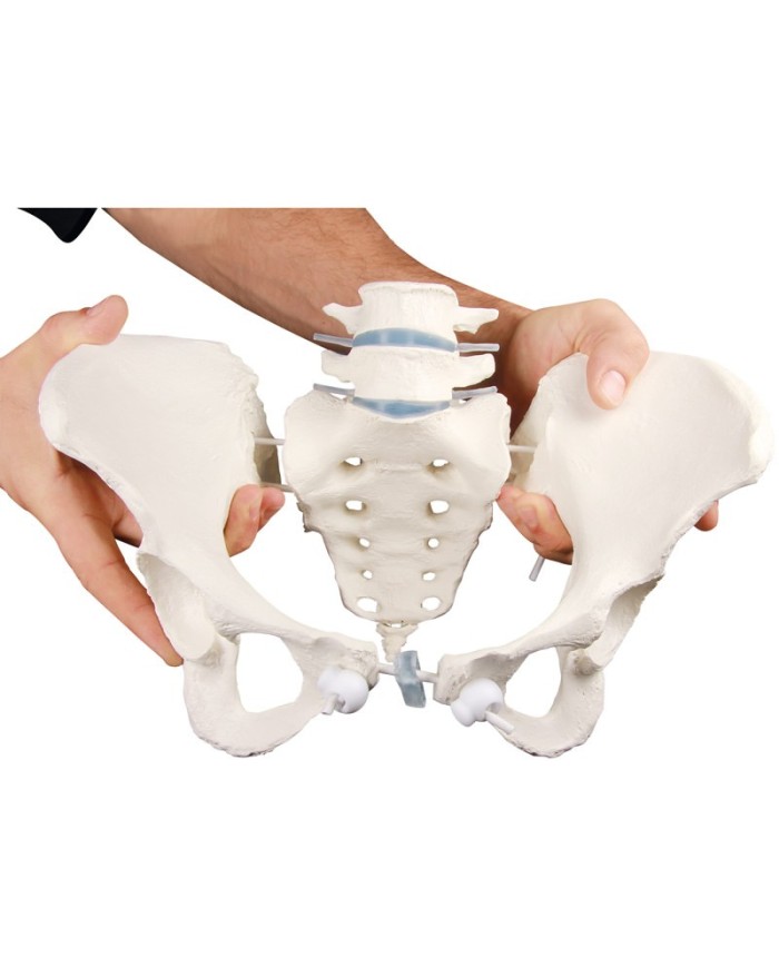 Erler Zimmer, modello anatomico di scheletro del bacino femminile a montaggio elastico 4054G