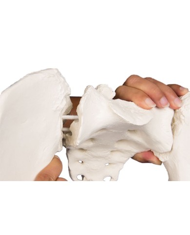 Erler Zimmer, modello anatomico di scheletro del bacino femminile a montaggio elastico 4054G