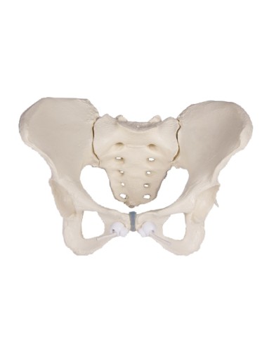 Erler Zimmer, modello anatomico di scheletro del bacino femminile a montaggio elastico 4054G